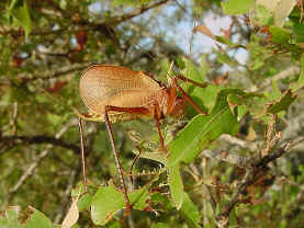  Adult katydid on post oak leaf  
