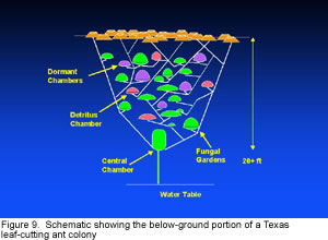 Schematic showing the below-ground portion of a Texas leaf-cutting ant colony