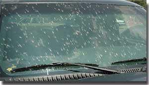Image result for picture of a windshield covered in love bugs