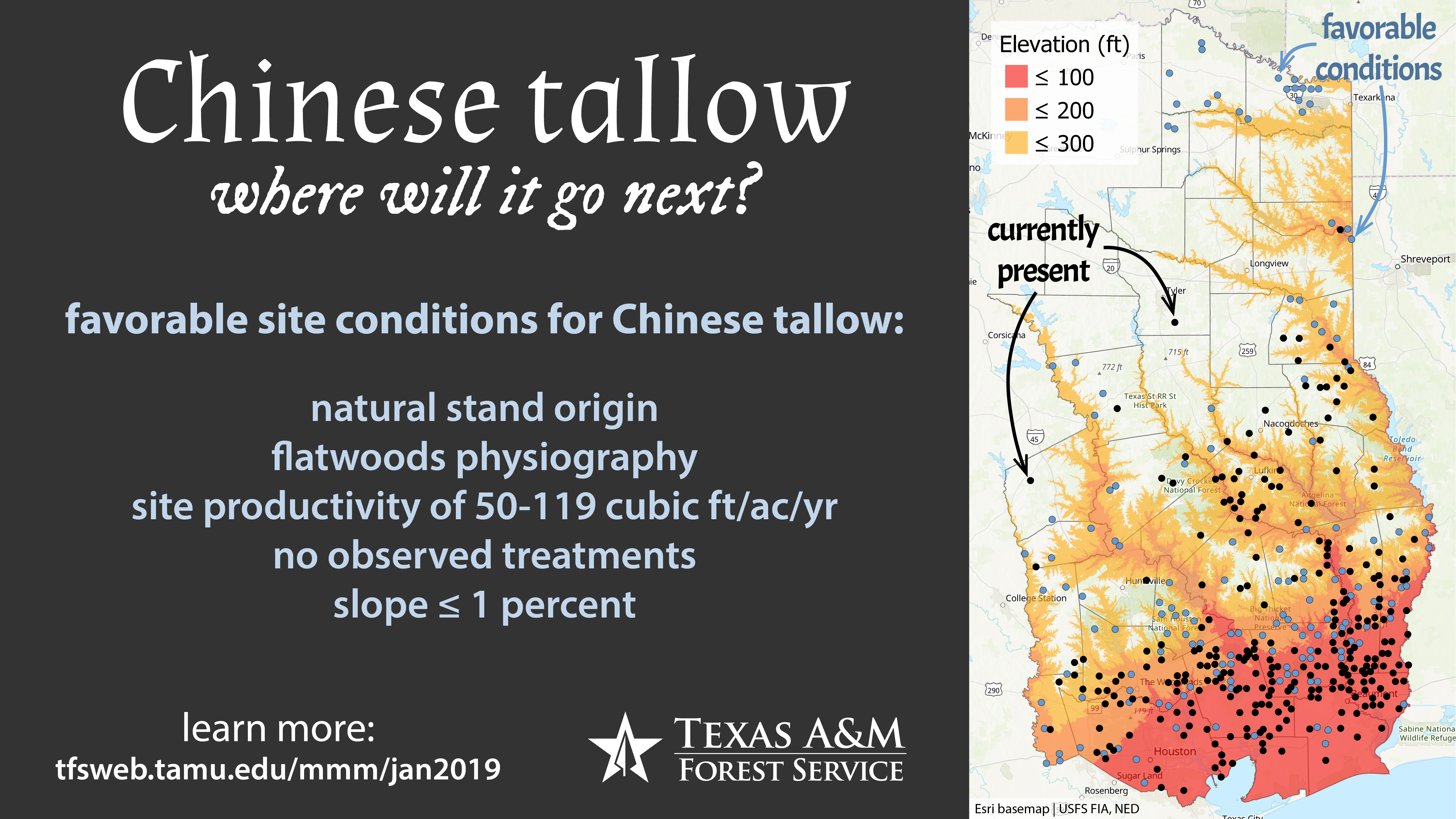 Chinese Tallow: Where Will It Go Next?